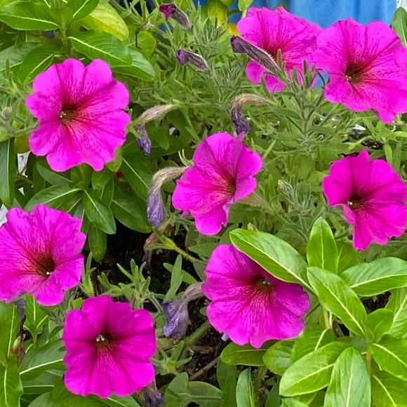 Meet your Posher, Lovely Monica - Picture 1 of 1